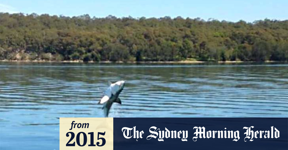 Video: Great white shark in Lake Macquarie